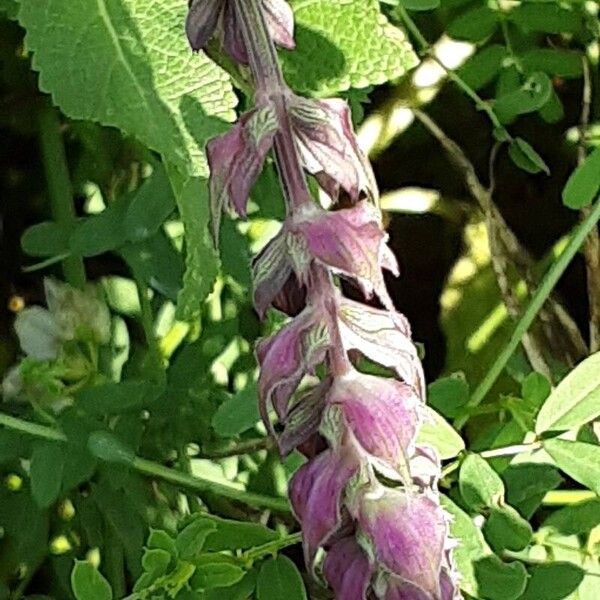 Salvia nemorosa Blüte