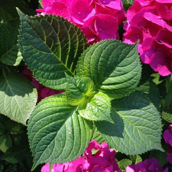 Hydrangea macrophylla पत्ता