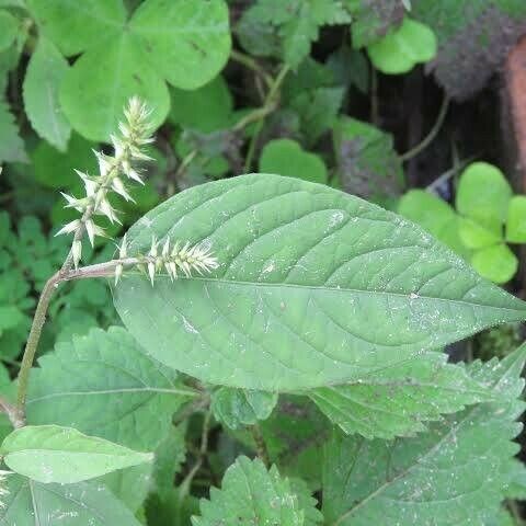 Achyranthes bidentata Leaf