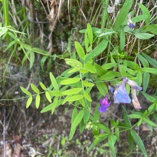 Lathyrus palustris Floro