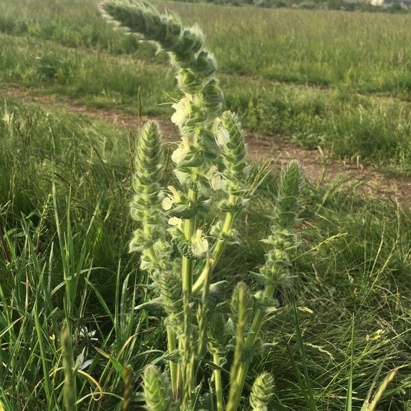 Salvia austriaca 花