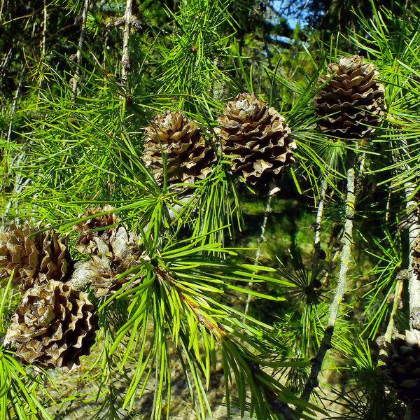 Larix kaempferi फल