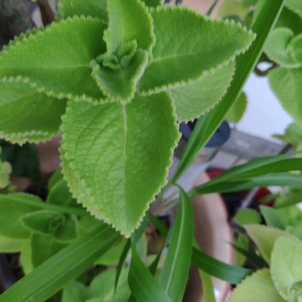 Coleus amboinicus Foglia