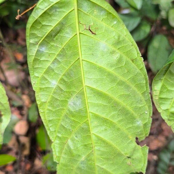 Oxyanthus speciosus ഇല