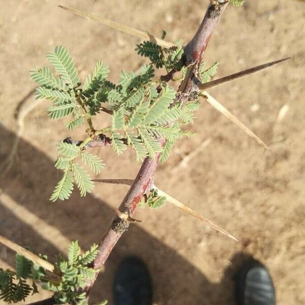 Acacia raddiana Leaf