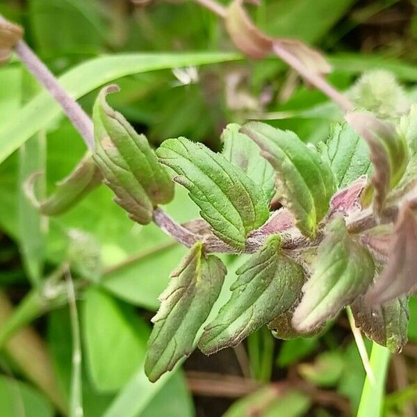 Odontites vernus Leaf