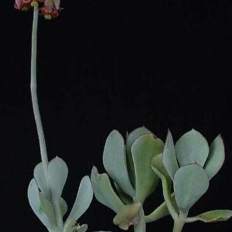 Cotyledon orbiculata Habit