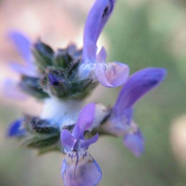 Salvia verbenaca ফুল