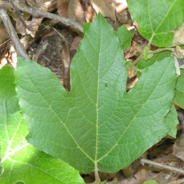 Platanus racemosa Leaf