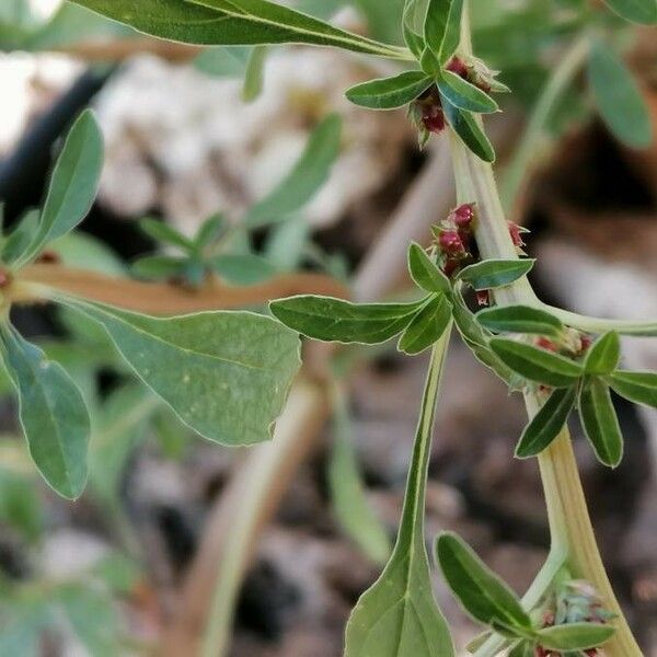 Amaranthus blitoides Blodyn