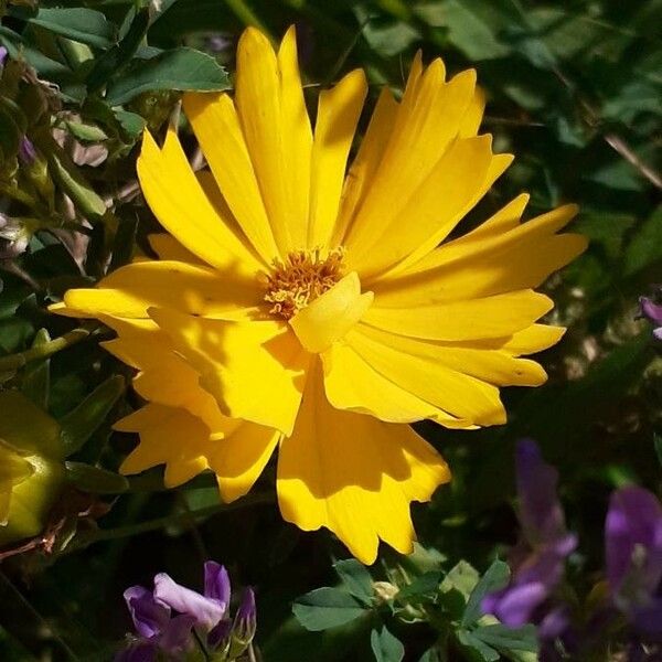 Coreopsis lanceolata ফুল