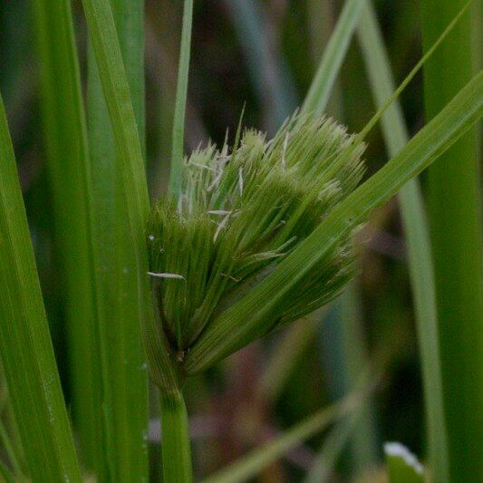 Carex bohemica Fruit