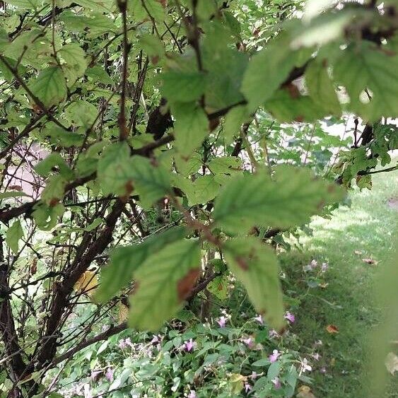 Prunus tomentosa Feuille