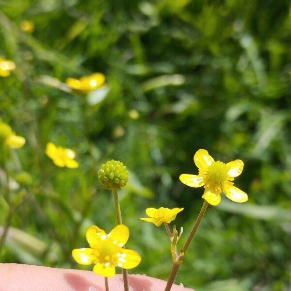 Ranunculus ophioglossifolius Flower