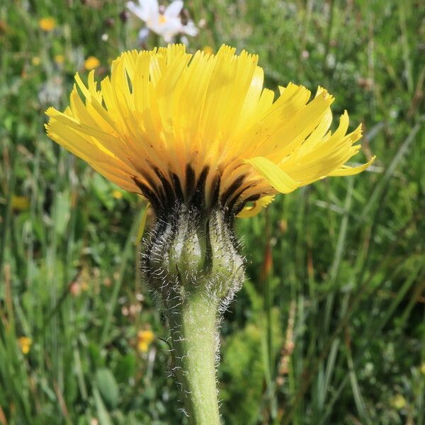 Hypochaeris maculata Flower