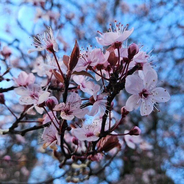 Prunus cerasifera Květ