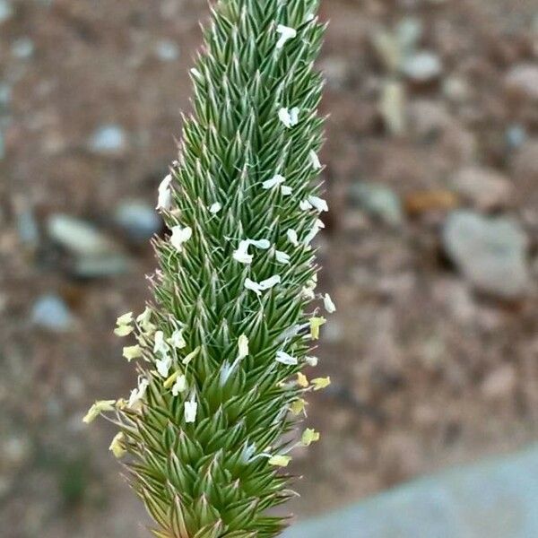 Phalaris minor Flower