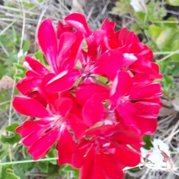 Pelargonium peltatum Blomma