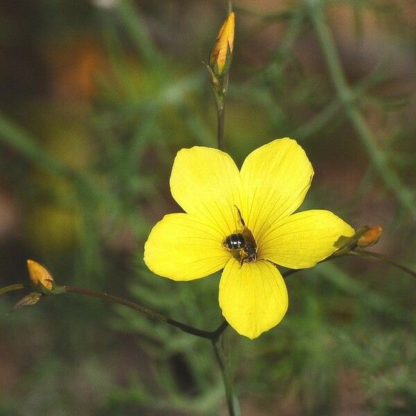 Linum maritimum Çiçek