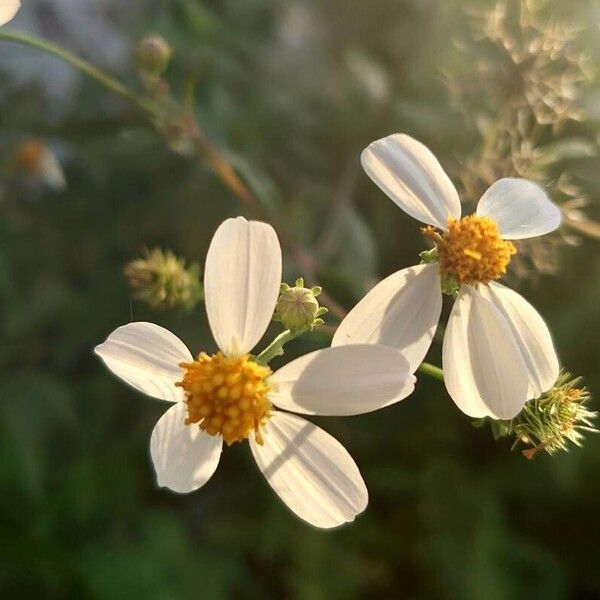 Bidens alba Flower