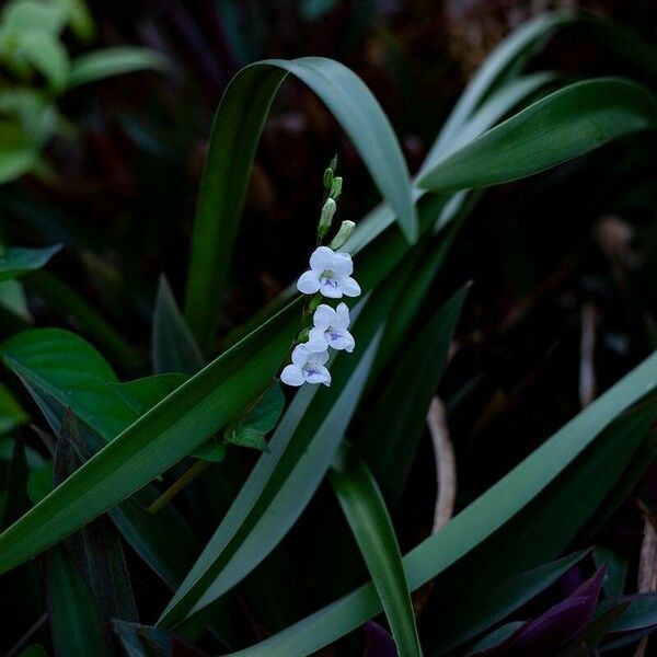 Asystasia gangetica Flower