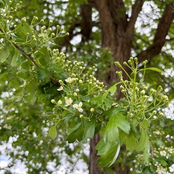 Crataegus laevigata Hoja