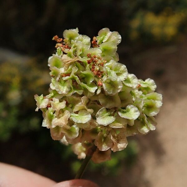 Rumex intermedius Fleur