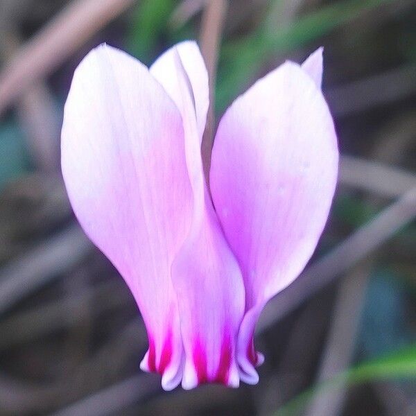 Cyclamen hederifolium പുഷ്പം