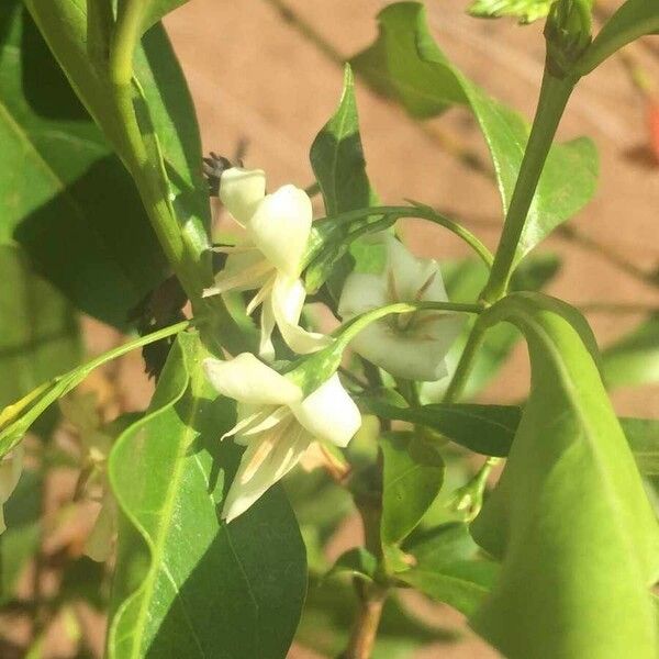 Kraussia floribunda Fruit