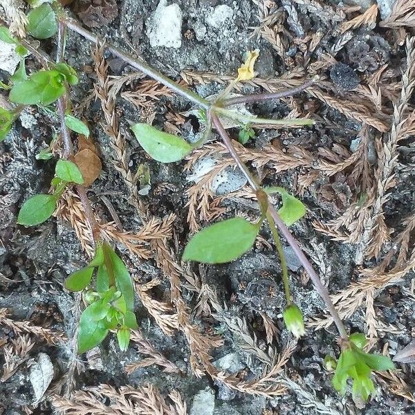 Arenaria serpyllifolia Blatt