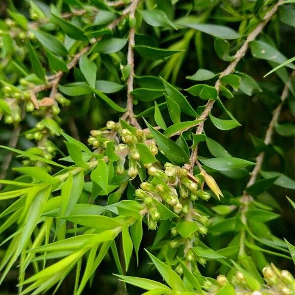 Melaleuca styphelioides 其他