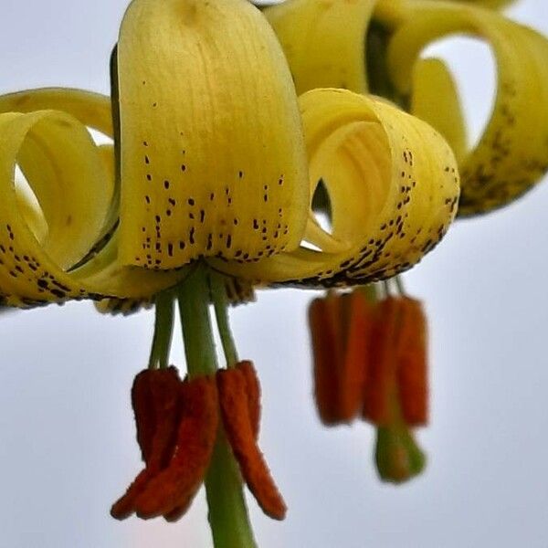 Lilium pyrenaicum Flower