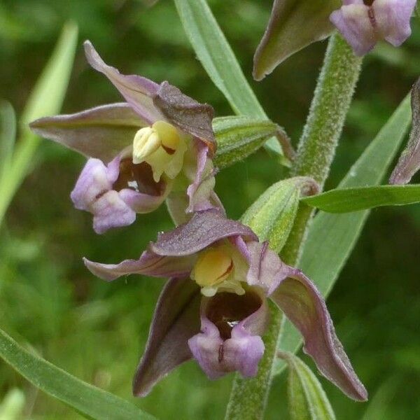 Epipactis helleborine Blüte