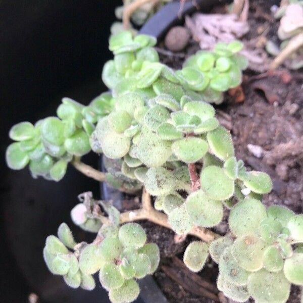 Aeonium lindleyi Blad