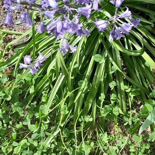 Hyacinthoides × massartiana Blatt