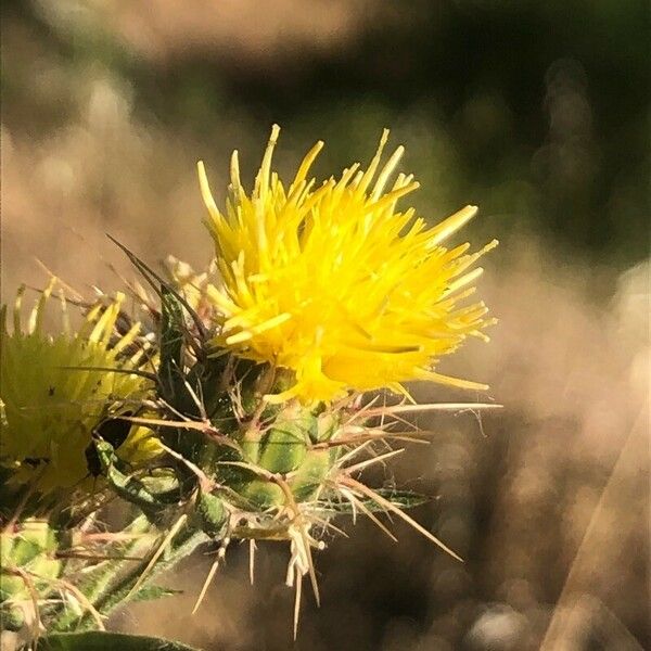 Centaurea melitensis Blüte