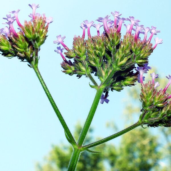 Verbena bonariensis Cvet