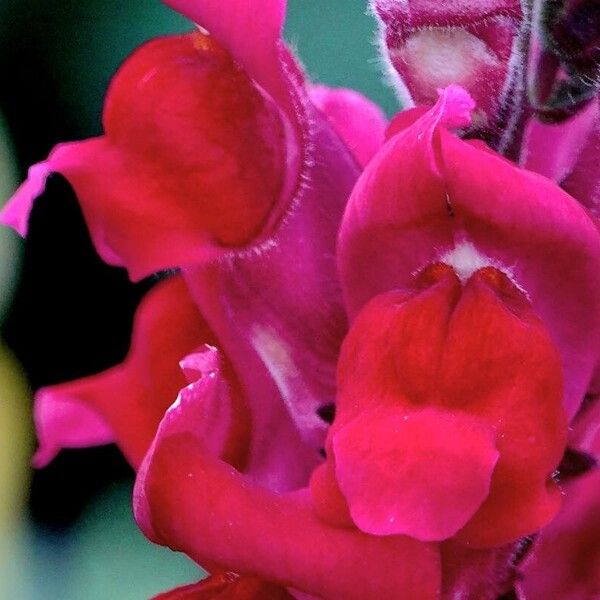 Antirrhinum majus Цвят