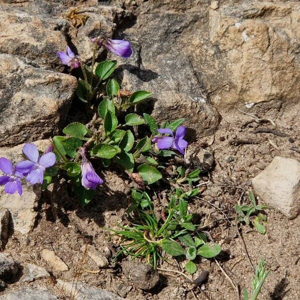 Viola rupestris Квітка