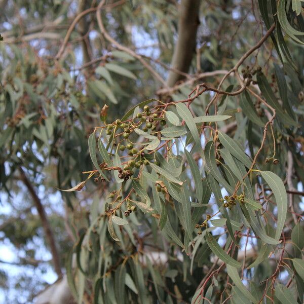 Eucalyptus tereticornis Liść