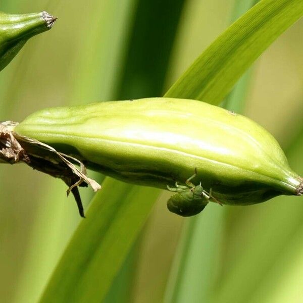 Iris pseudacorus Plod