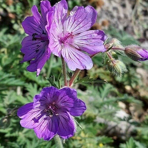 Geranium tuberosum Кветка