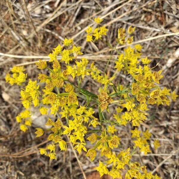 Bupleurum veronense 花