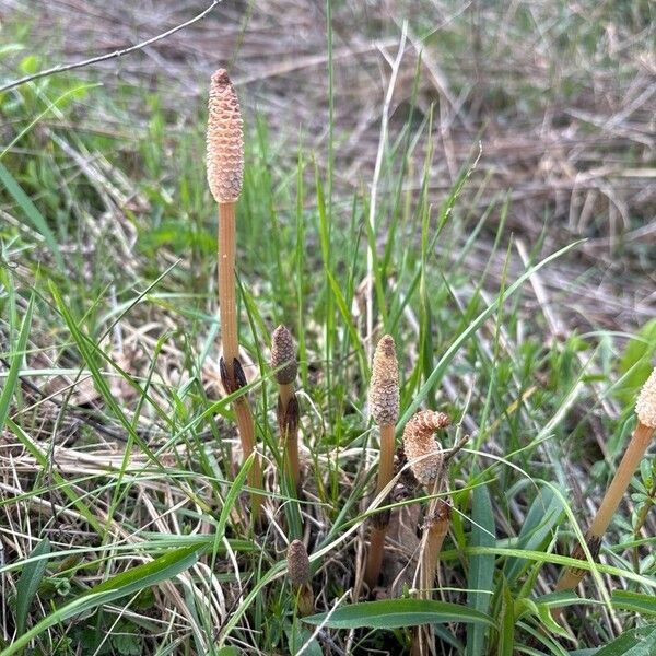 Equisetum arvense Λουλούδι