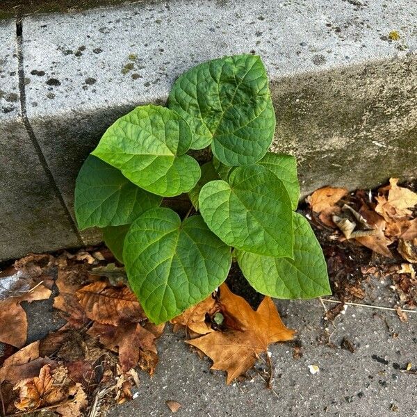 Catalpa speciosa Ліст