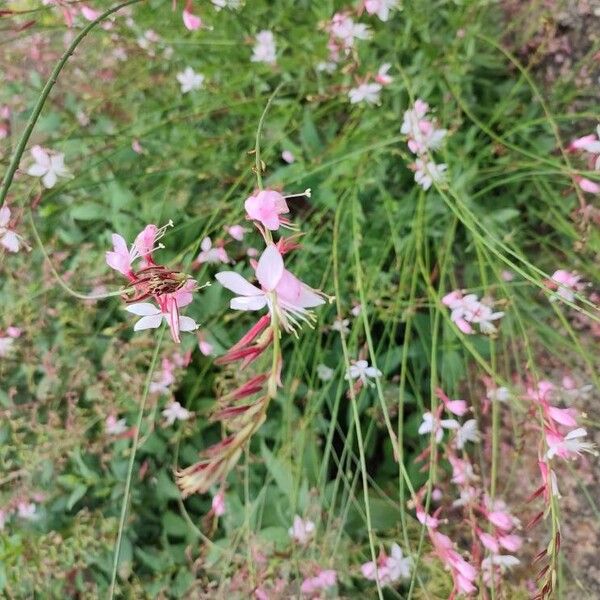 Oenothera gaura പുഷ്പം