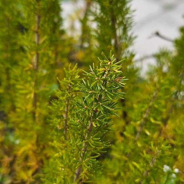 Erica arborea Foglia