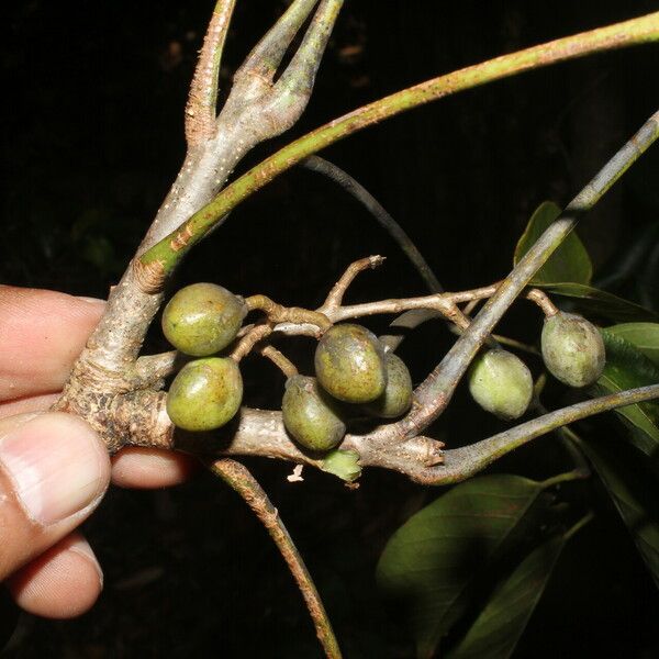 Bursera simaruba Fruit