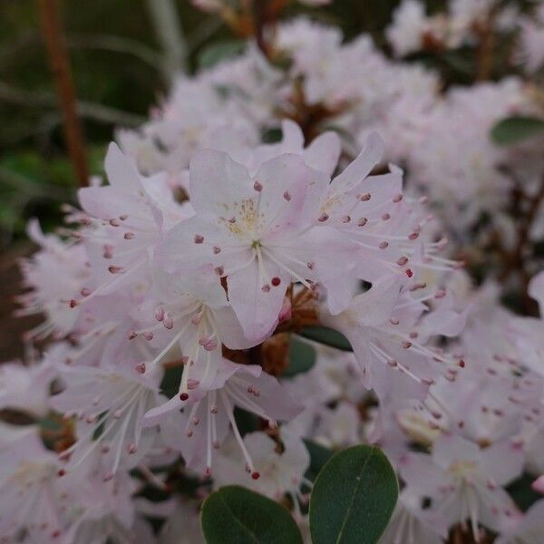 Rhododendron racemosum Flor