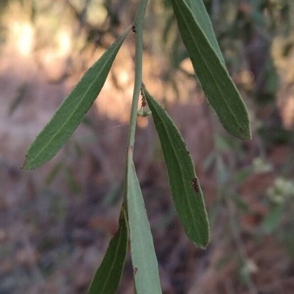 Gymnosporia senegalensis Лист